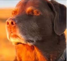 Immagine animale
